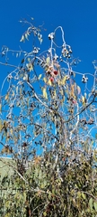 Eucalyptus caesia