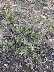 Heterotheca paniculata