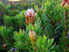 Protea lanceolata