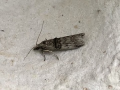 Nephopterix angustella