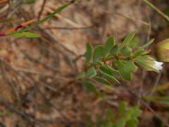 Roepera sessilifolia