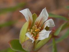 Roepera sessilifolia