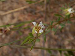 Roepera sessilifolia