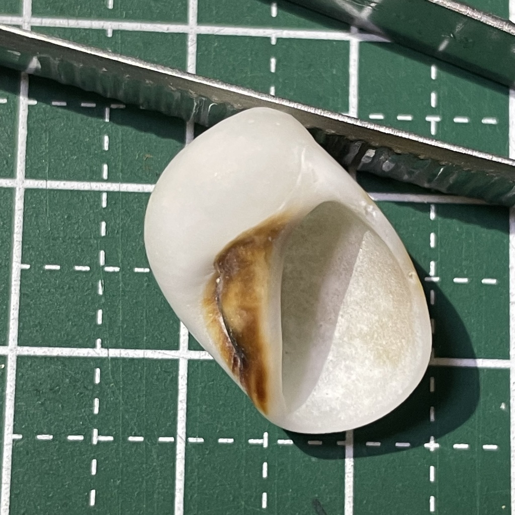 black-mouth moonsnail