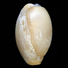 Staphylaea limacina