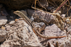 Aspidoscelis stictogrammus