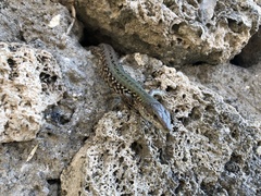 Podarcis siculus