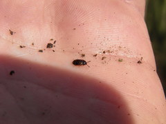 Mycetophagus atomarius