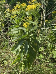 Senecio sarracenicus