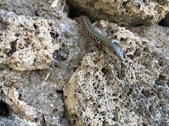 Podarcis siculus