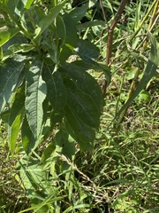 Senecio sarracenicus
