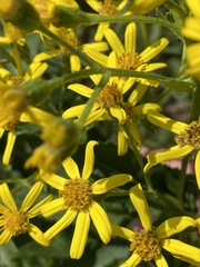 Senecio sarracenicus