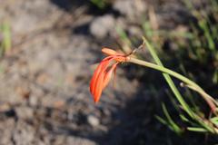 Cyrtanthus brachyscyphus