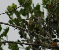 Crithagra scotops umbrosa