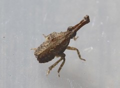 Amyclinae