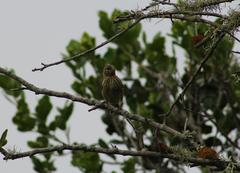 Crithagra scotops umbrosa