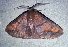 Petelia riobearia