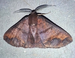 Petelia riobearia