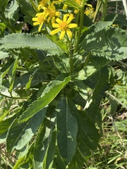Senecio sarracenicus