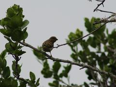 Crithagra scotops umbrosa