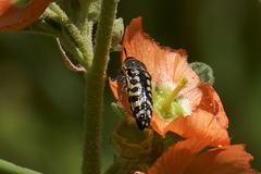 Acmaeodera solitaria