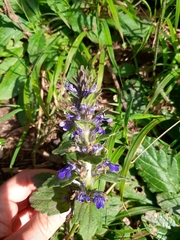 Ajuga genevensis