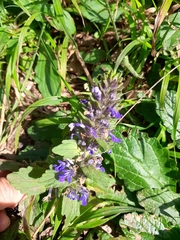 Ajuga genevensis