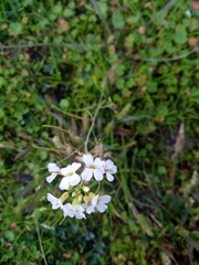 Arabidopsis arenosa arenosa