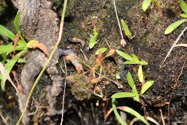 Drosera nidiformis, South of Mkambati NR
