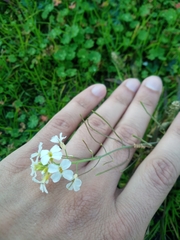 Arabidopsis arenosa arenosa