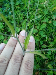 Arabidopsis arenosa arenosa