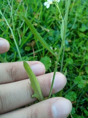 Arabidopsis arenosa arenosa