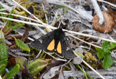Coranarta carbonaria