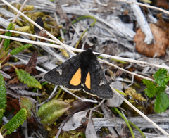 Coranarta carbonaria