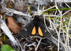 Coranarta carbonaria