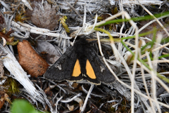 Coranarta carbonaria