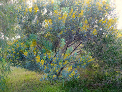 Acacia argyrophylla
