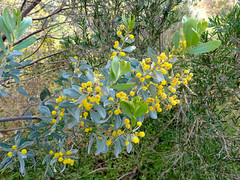 Acacia argyrophylla