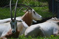 Oryx