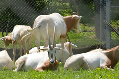 Oryx