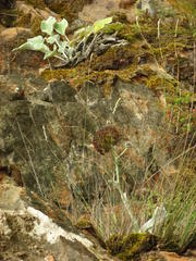 Hermas intermedia