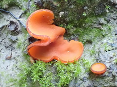 Melastiza cornubiensis