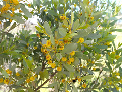 Acacia argyrophylla