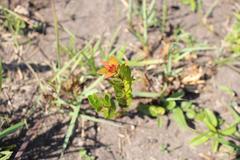 Eugenia albanensis