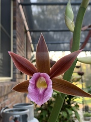 Phaius australis