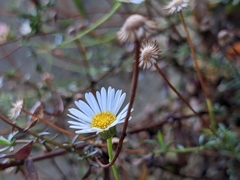 Erigeron karvinskianus