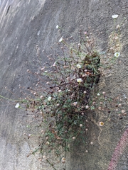 Erigeron karvinskianus