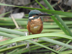 Alcedo atthis