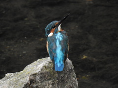 Alcedo atthis