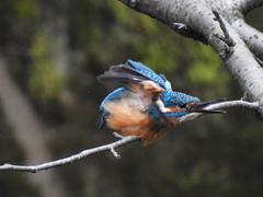 Alcedo atthis